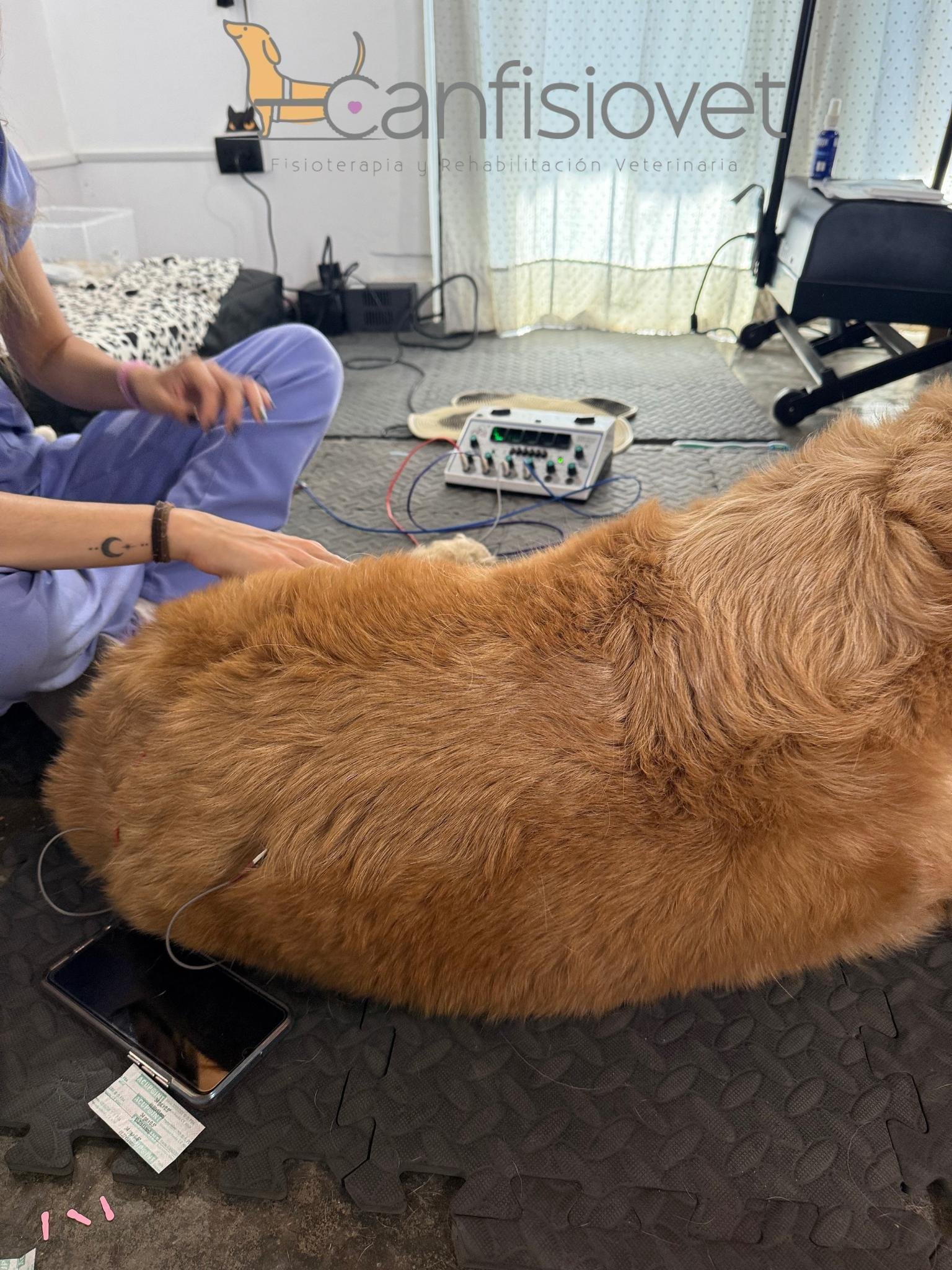 Acupuntura Veterinaria