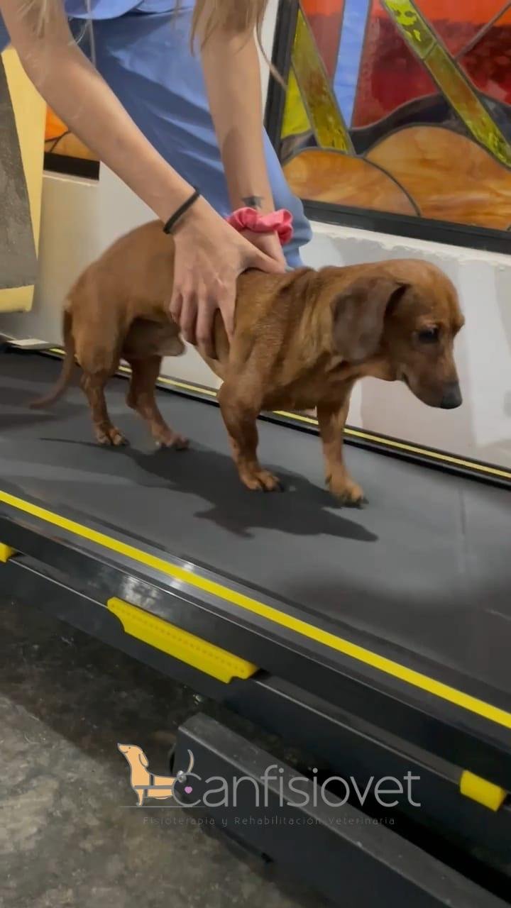 Caminadora Terapéutica