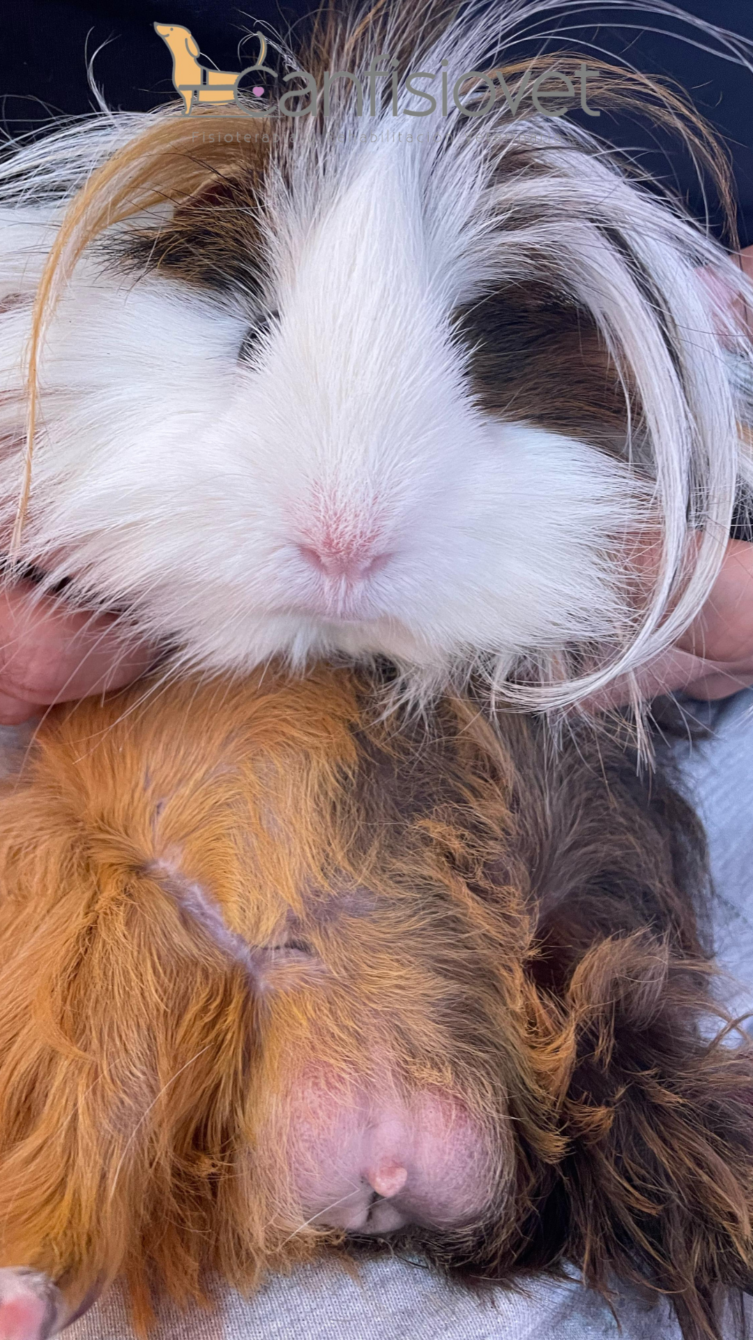 Equipo de rehabilitación