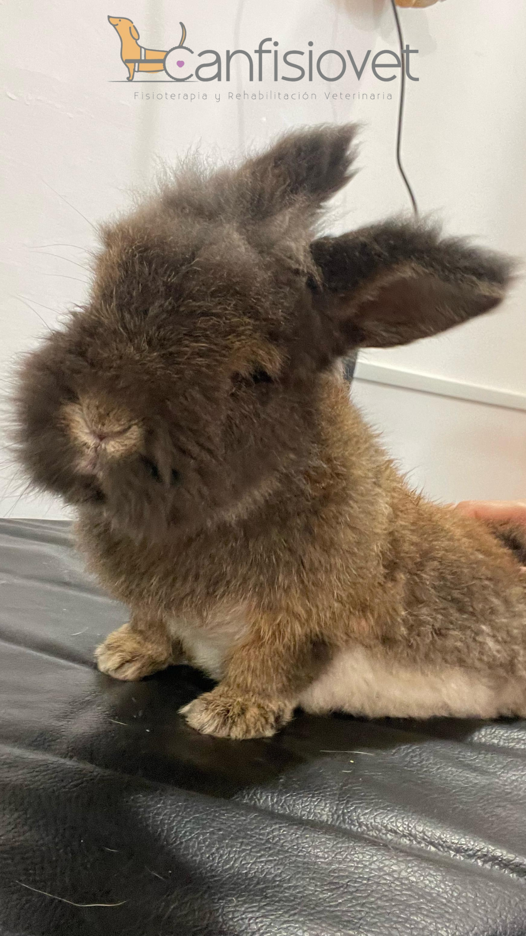 Cochinito - Caso de éxito